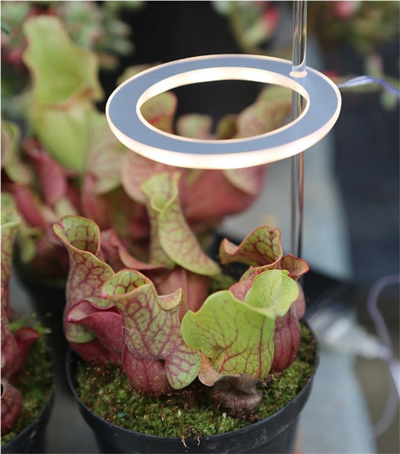 LED Grow Light Full Spectrum - Image 9