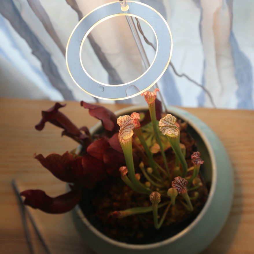 LED Grow Light Full Spectrum - Image 2